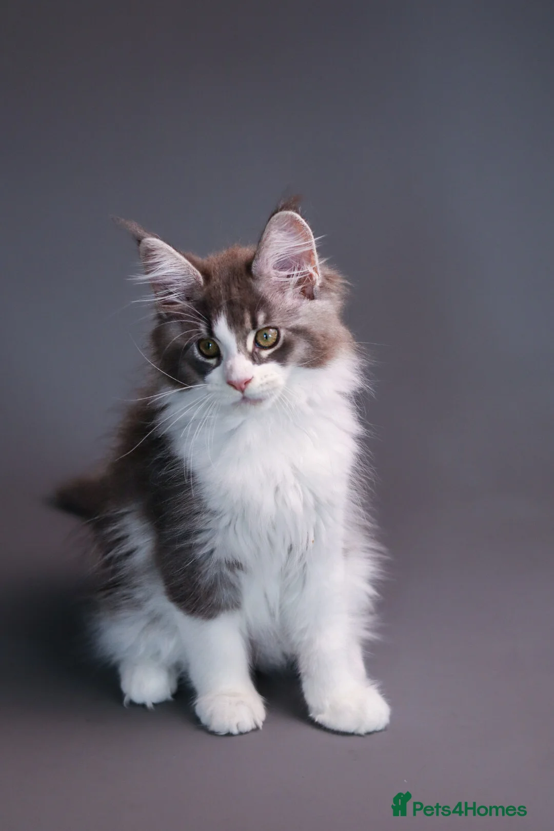 Maine Coon cats for sale: Registered Maine Coon Kittens.  - Advert 25