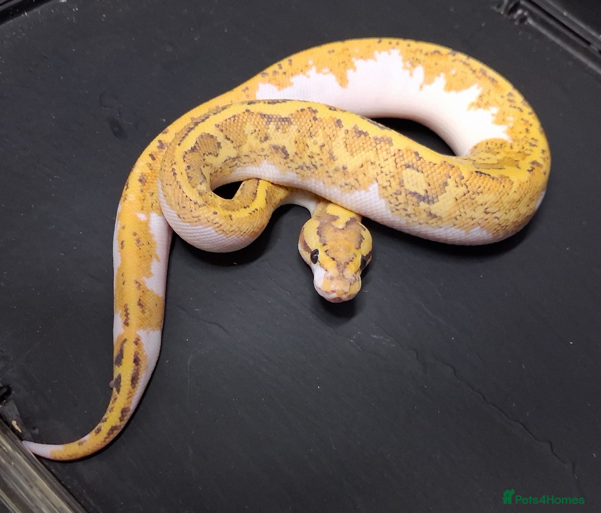 Python Snake reptiles Royal Python Morphs Males - Advert 1