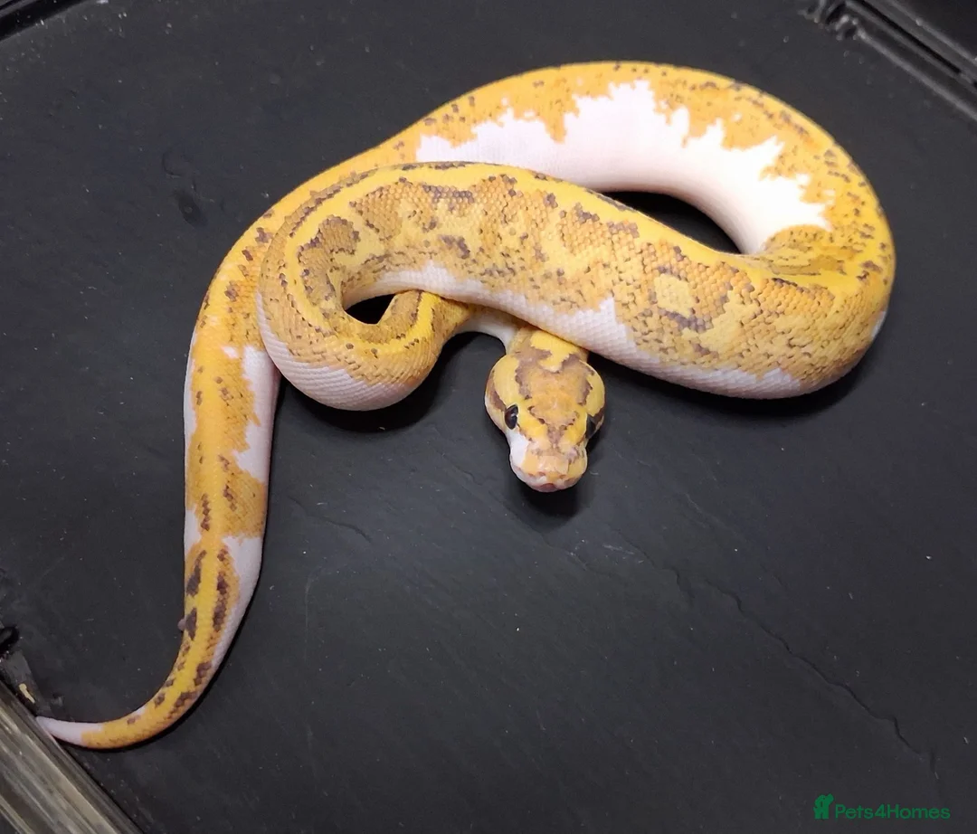 Python Snake reptiles for sale: Royal Python Morphs Males - Advert 1