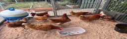 Chickens poultry for sale: Flock of 8 chickens for sale  - Advert 2