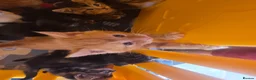 Mixed Breed cats for sale: Little kittens  - Advert 3