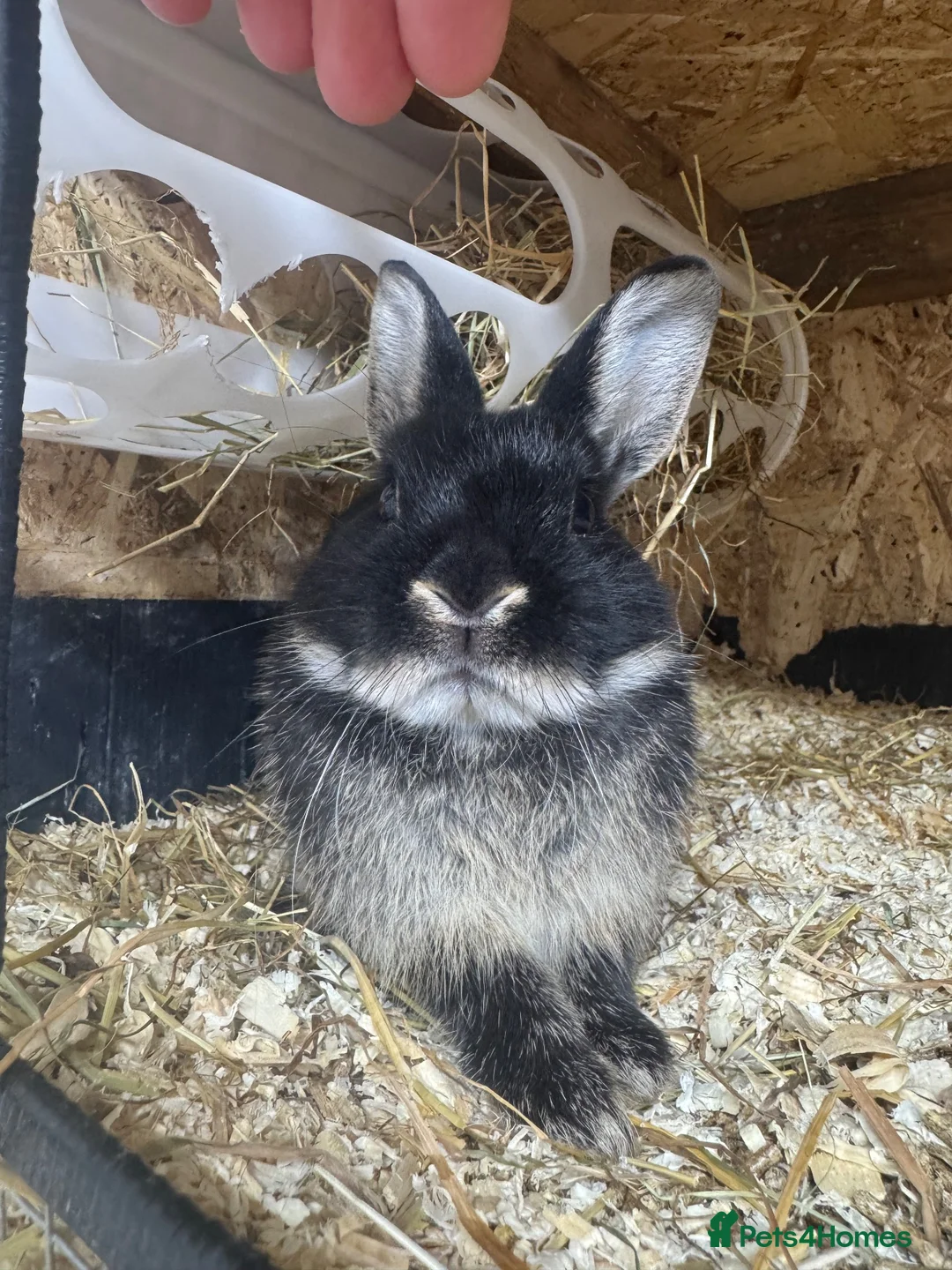 Netherland Dwarf rabbits for sale: Bunnies 🐰 looking 4 Loving Homes 🏡  - Advert 2