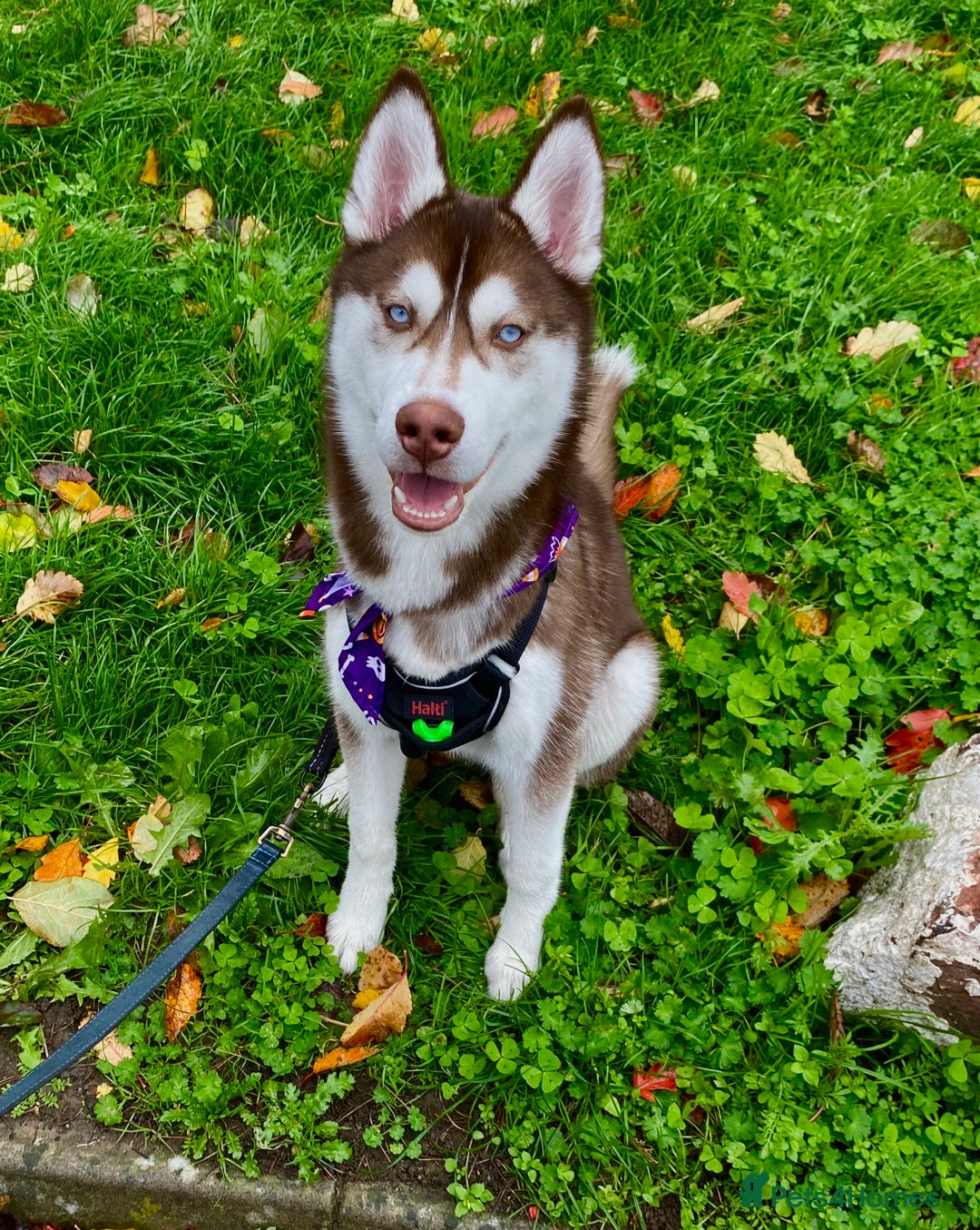 Siberian Husky dogs for stud:  Siberian husky for stud  - Advert 2