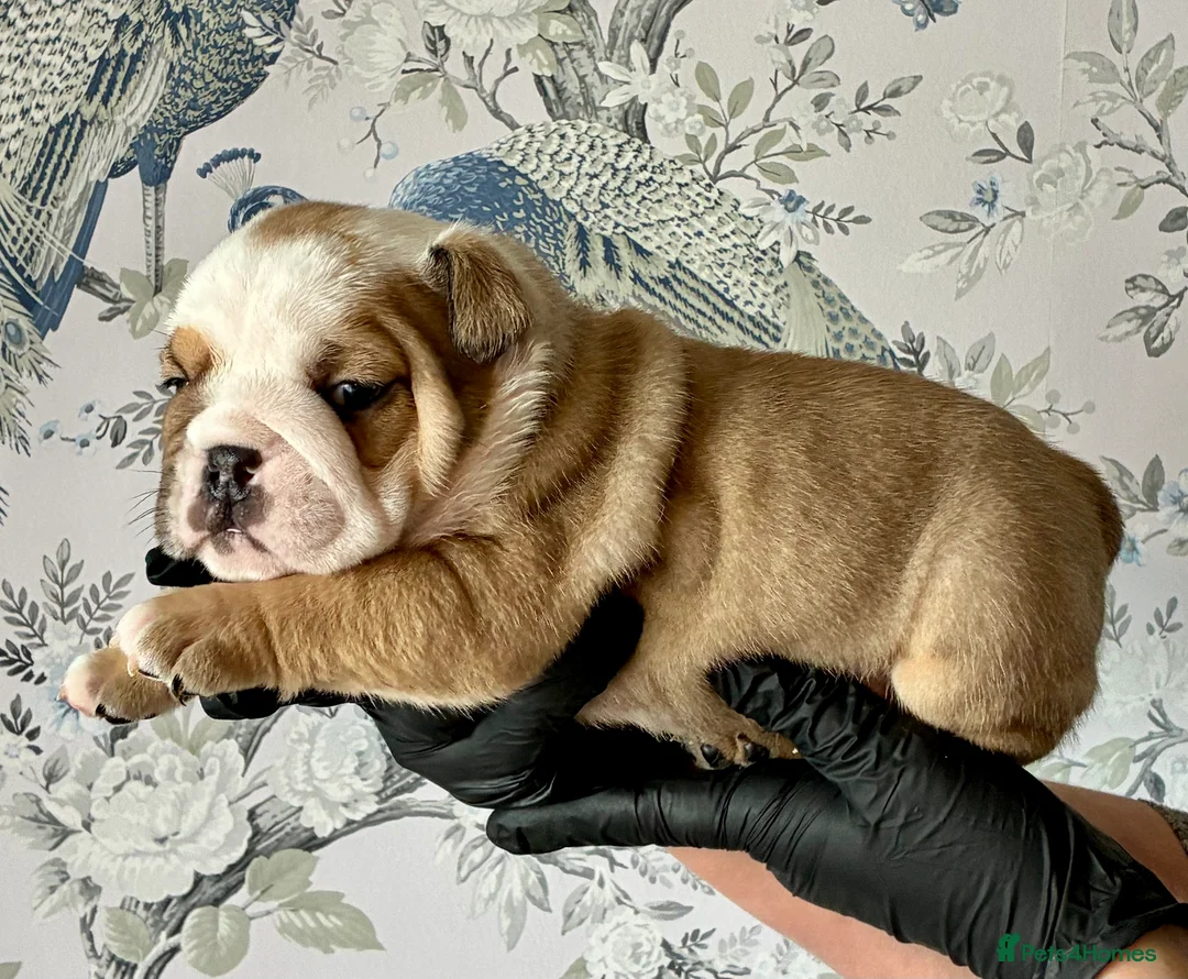 English Bulldog dogs for sale: English Bulldogs - Advert 11