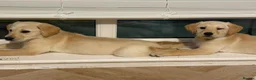 Goldador dogs for sale: Goldadors  - Advert 9