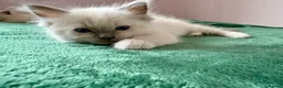 Ragdoll cats for sale: RAGDOLL kittens 3xBOYS, 3xGIRLS - Advert 15