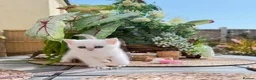 British Shorthair cats for sale: 😻TICA British Shorthair kittens 😻 - Advert 19