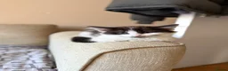 Mixed Breed cats for sale: Ragdoll Male Kitten + 2 Female Calico Kittens - Advert 2