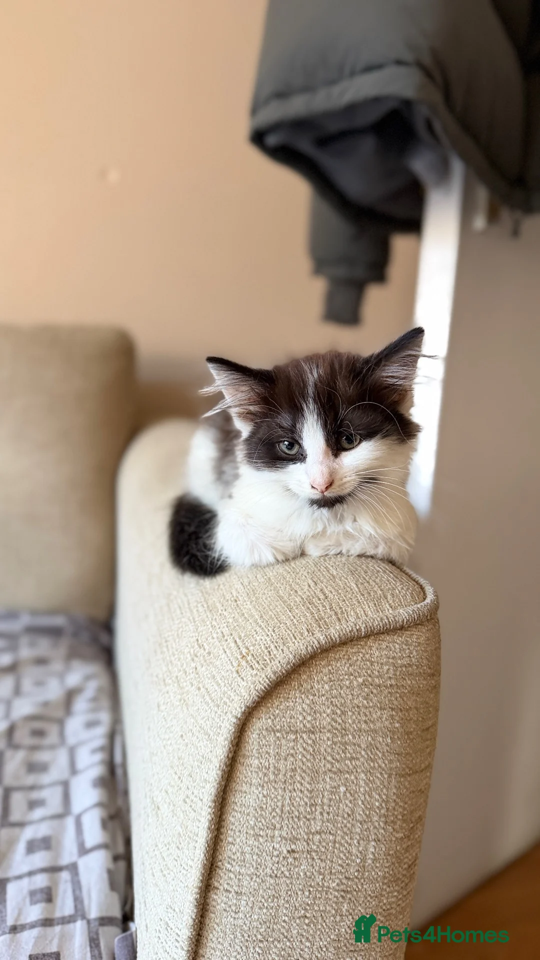 Mixed Breed cats for sale: Ragdoll Male Kitten + 2 Female Calico Kittens - Advert 2