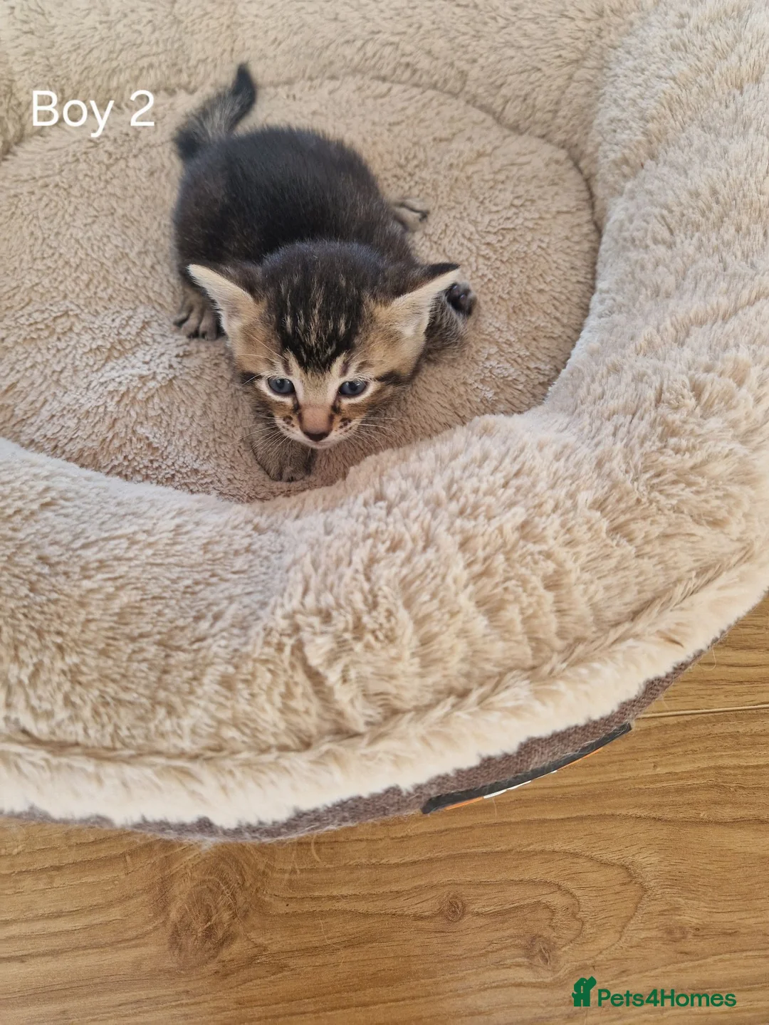 Domestic Shorthair cats for sale: Beautiful Domestic Shorthair Tabby Female Kitten - Advert 13