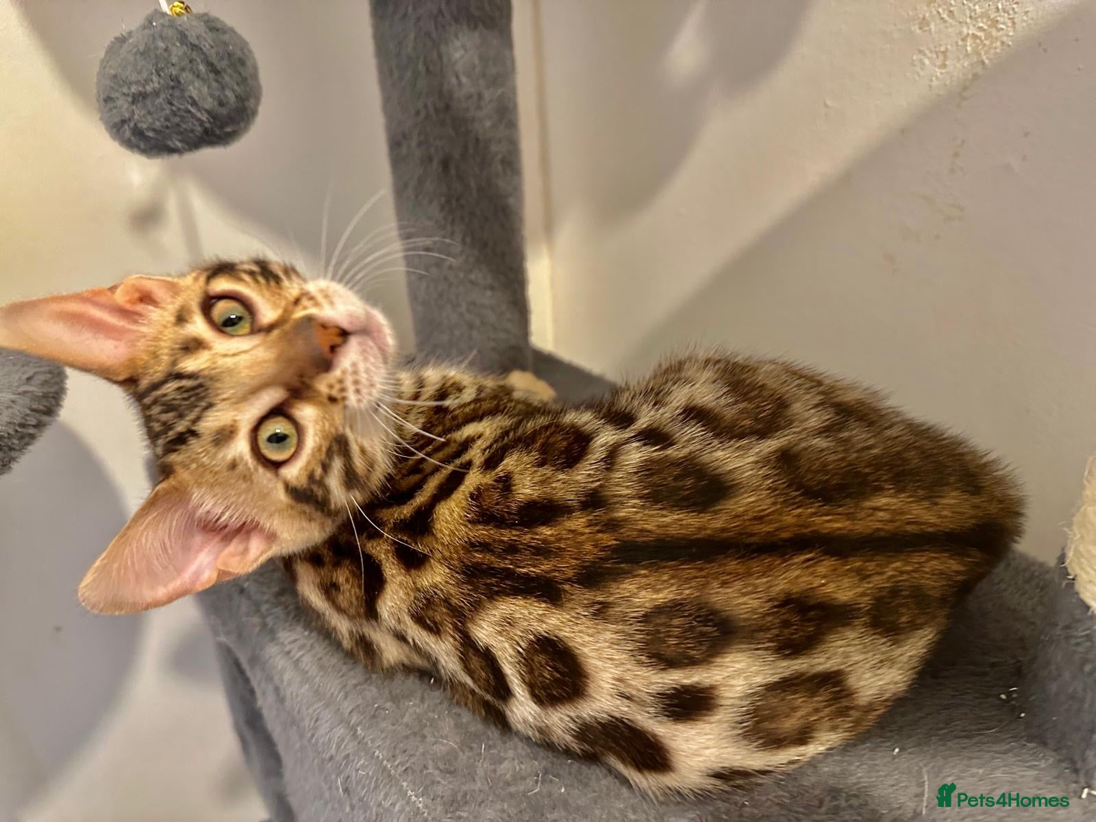 Bengal cats 1 female pure bengal kitten left !!!  - Advert 3