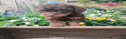 Jackapoo dogs for sale: F1b jackapoo puppies - Advert 11