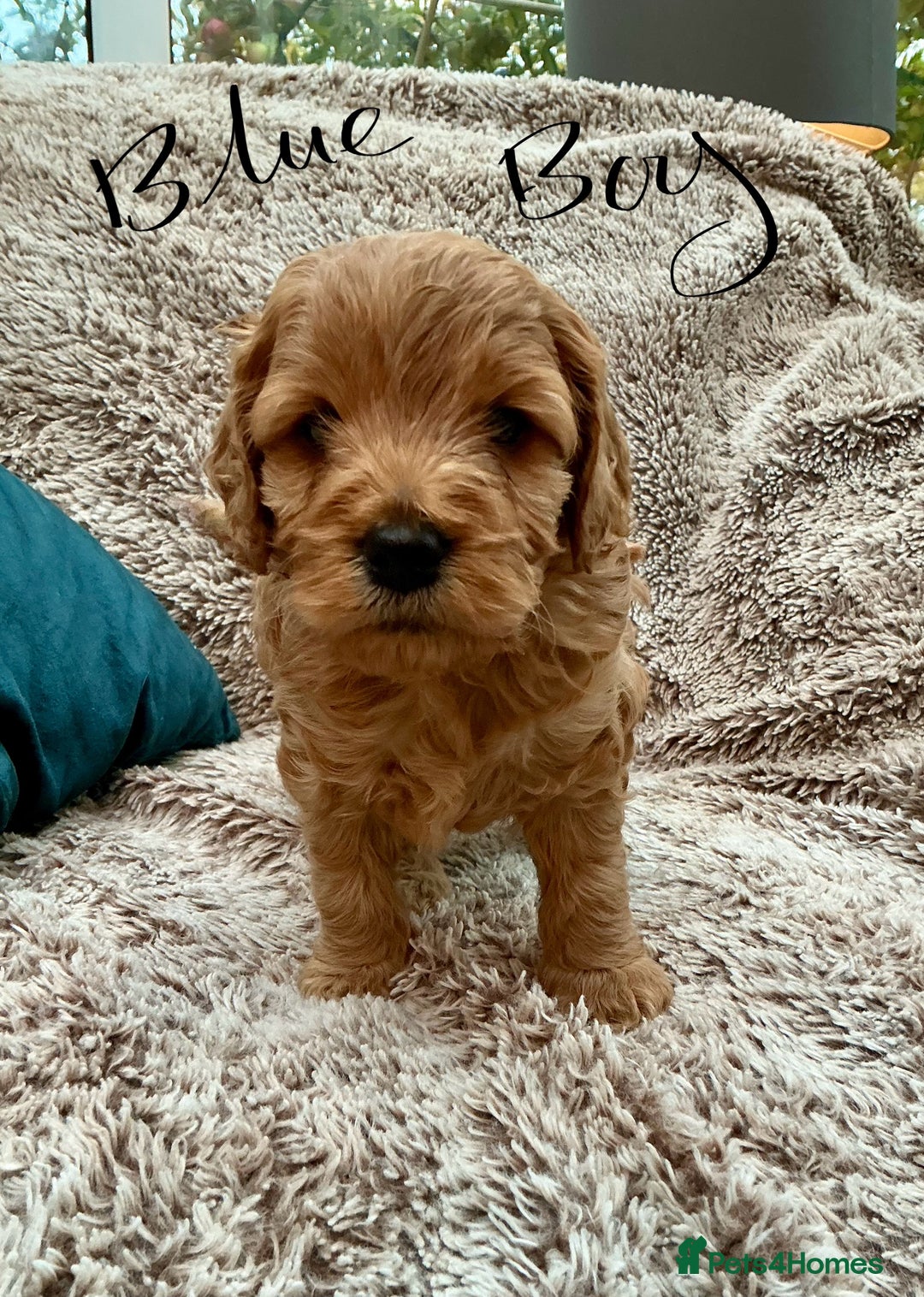Cockapoo dogs for sale: F1 Golden Cockerpoo puppies - Image 7