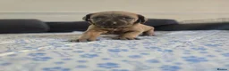 Mixed Breed dogs for sale: Doberman mix  in Nottingham - Advert 12