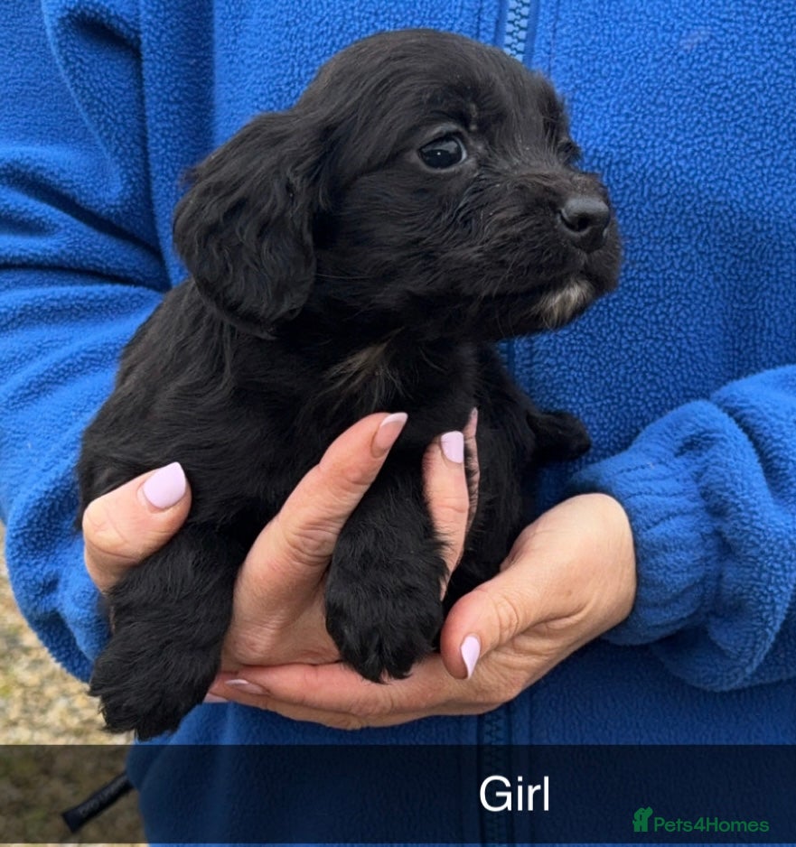Cocker Spaniel dogs 1 boy 2 girls Cocker spaniel puppies - Advert 1