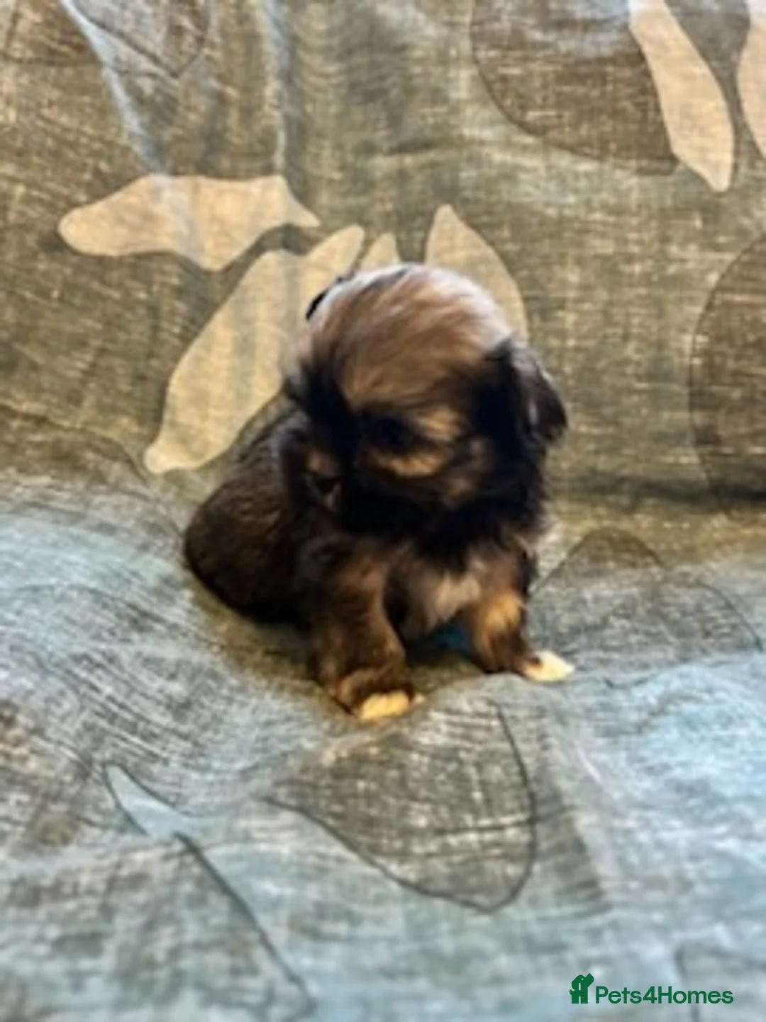 Lhasa Apso dogs for sale: KC reg Lhasa Apso puppies - Advert 4