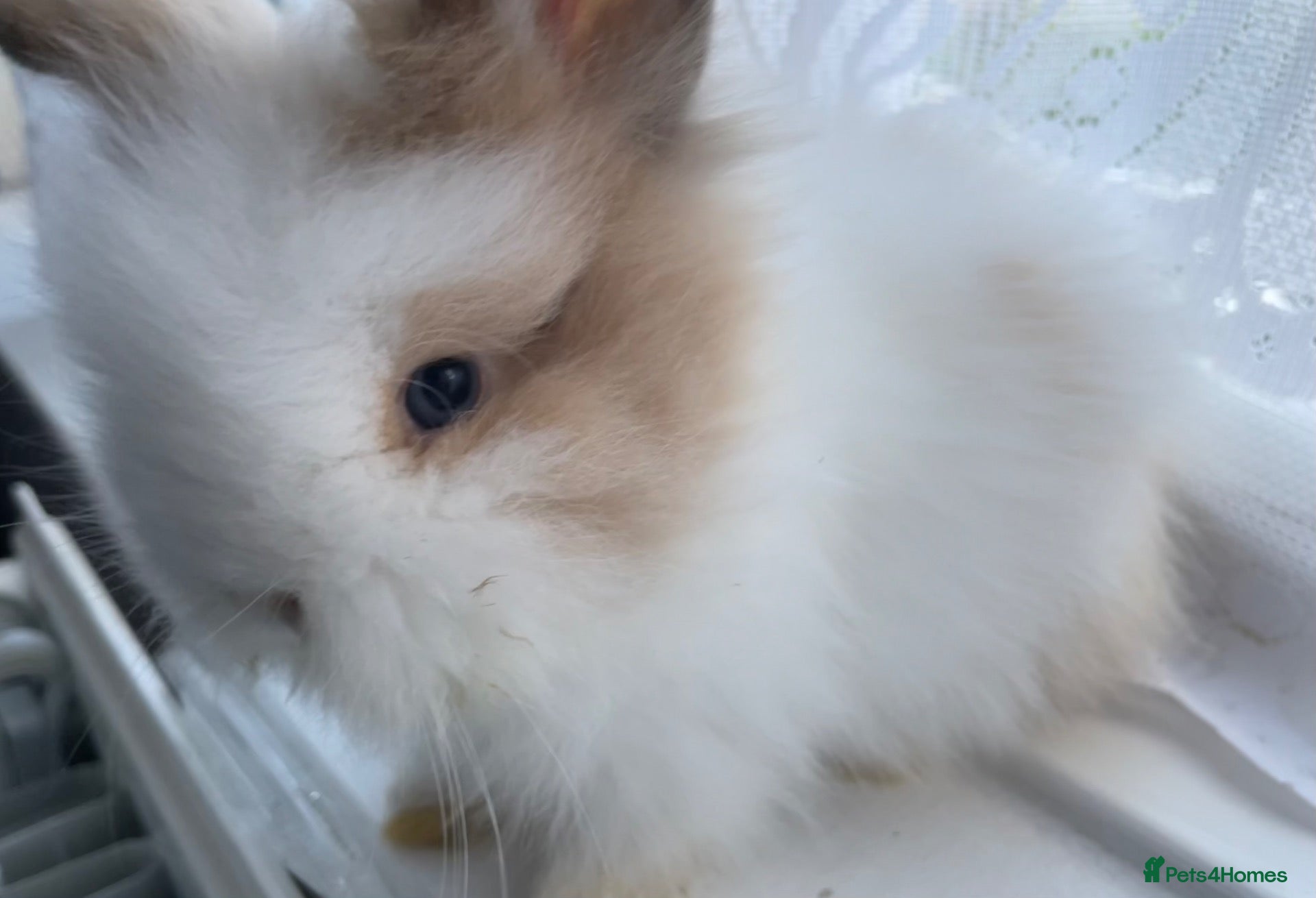 Lionhead rabbits Ready To Leave Now 💗💙 - Advert 3