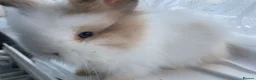Lionhead rabbits for sale: Gorgeous PureBred DM Lionheads 💗💙 - Advert 3