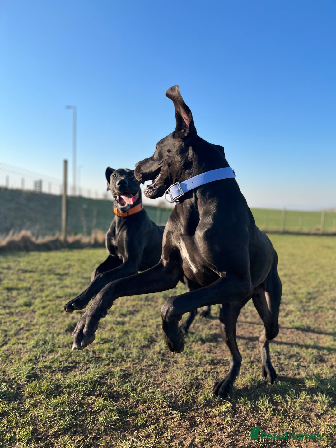 Great Dane dogs for sale: Great Dane puppies - Image 21