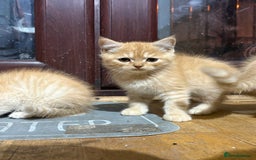 Persian cats for sale: Persians kittens  - Advert 9