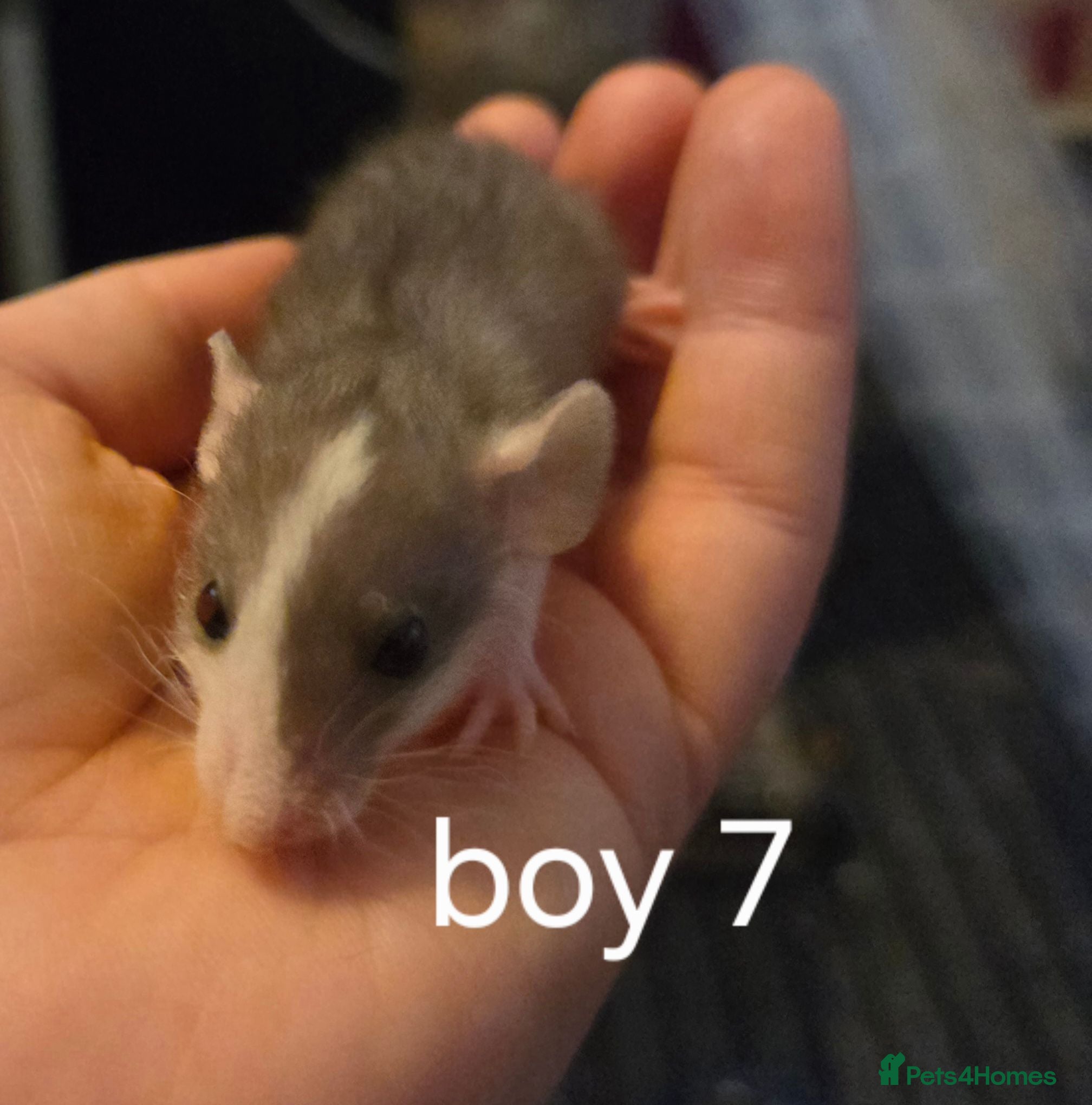 Rat rodents Baby rats dumbos, balds and fancy.  - Advert 3