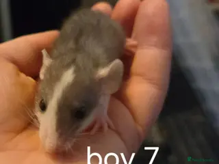 Rat rodents Baby rats dumbos, balds and fancy. - Advert 3