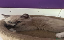 Ragdoll cats for sale:  Gorgeous purebred mink ragdolls   - Image 8