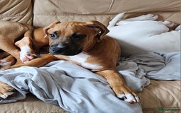 Boxer dogs for sale: Beautiful female boxer puppy  - Image 6