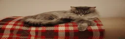 Siberian cats for sale: Stunning older Siberian cats for sale - Advert 8