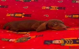 Miniature Dachshund dogs for sale: Miniature Dachshund  - Image 13