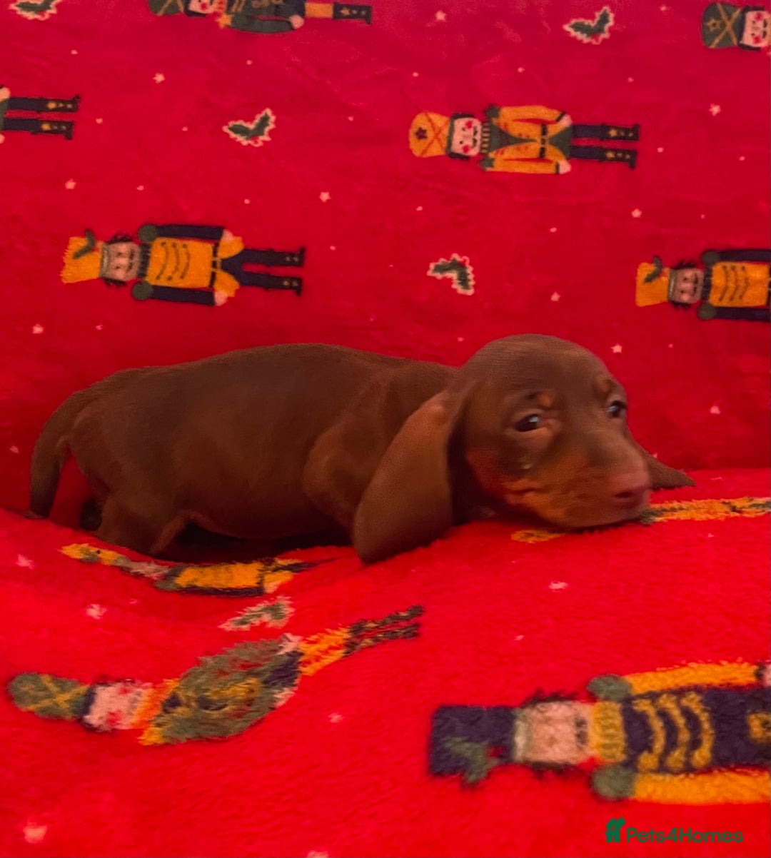 Miniature Dachshund dogs for sale: Miniature Dachshund  - Image 13
