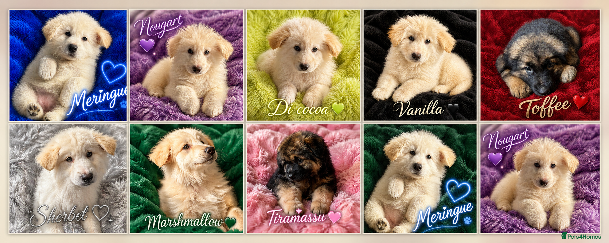 German Shepherd dogs German Shepherd Puppies - Advert 1