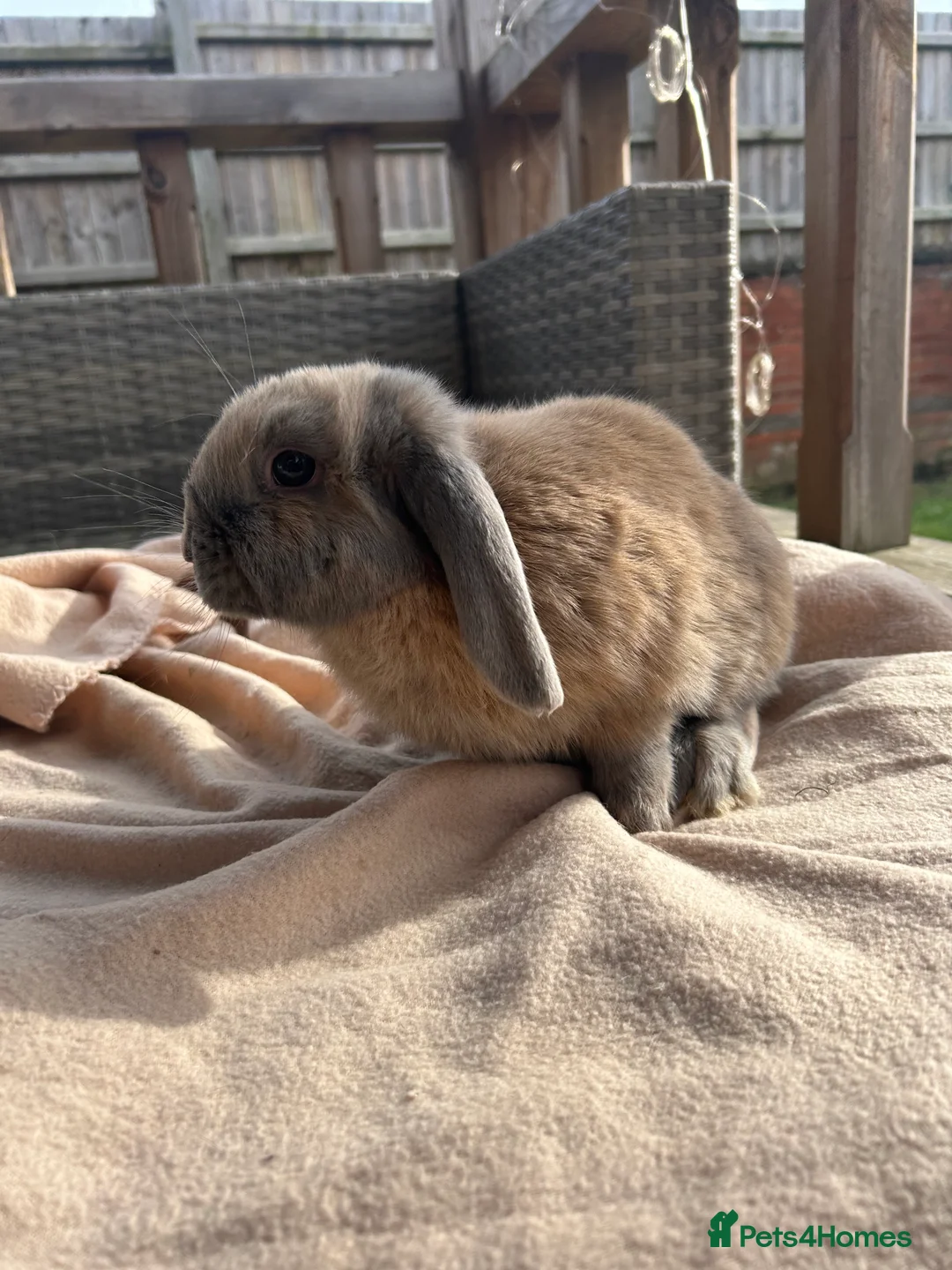Mini Lop rabbits for sale: Beautifully marked friendly mini lop bunnies - Advert 7