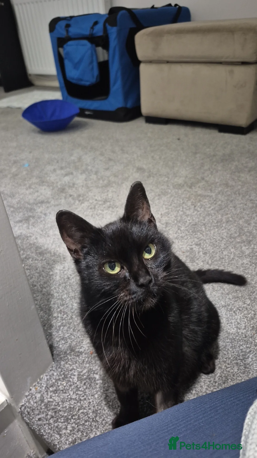 Mixed Breed cats for sale: Can you offer Lily a home? Rescue cat 🐈 - Advert 1