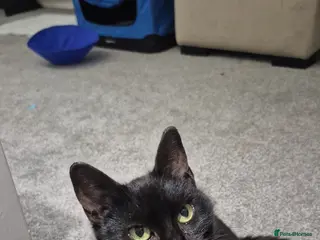 Mixed Breed cats Can you offer Lily a home? Rescue cat 🐈 - Advert 1