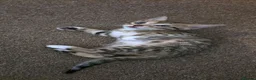 Bengal cats for sale: Beautiful Bengal kittens  in Leicester - Advert 3