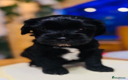Tibetan Terrier dogs for sale: KC Reg, Fully Health Tested Tibetan Pups - Image 14