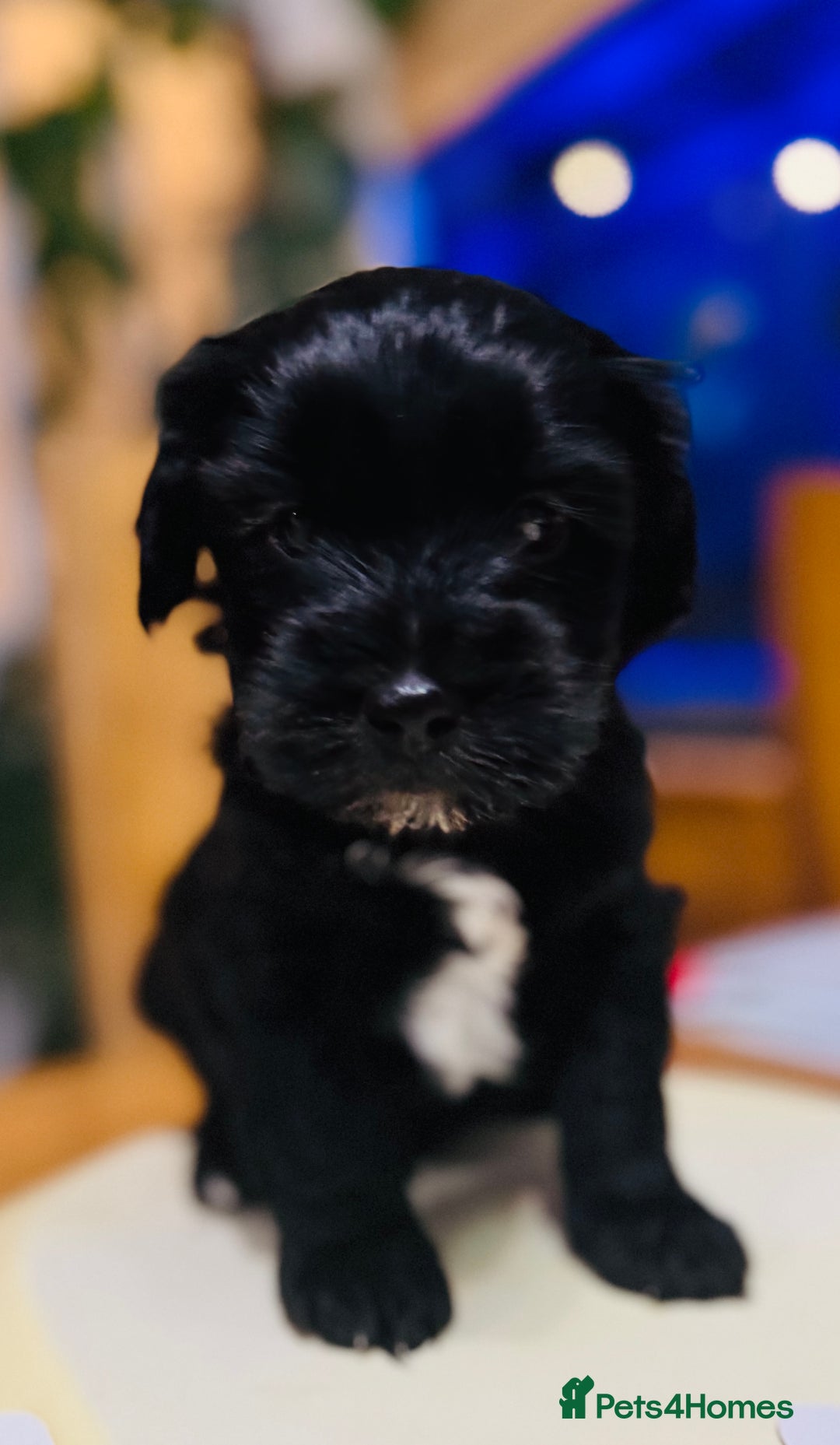 Tibetan Terrier dogs for sale: KC Reg, Fully Health Tested Tibetan Pups - Image 14
