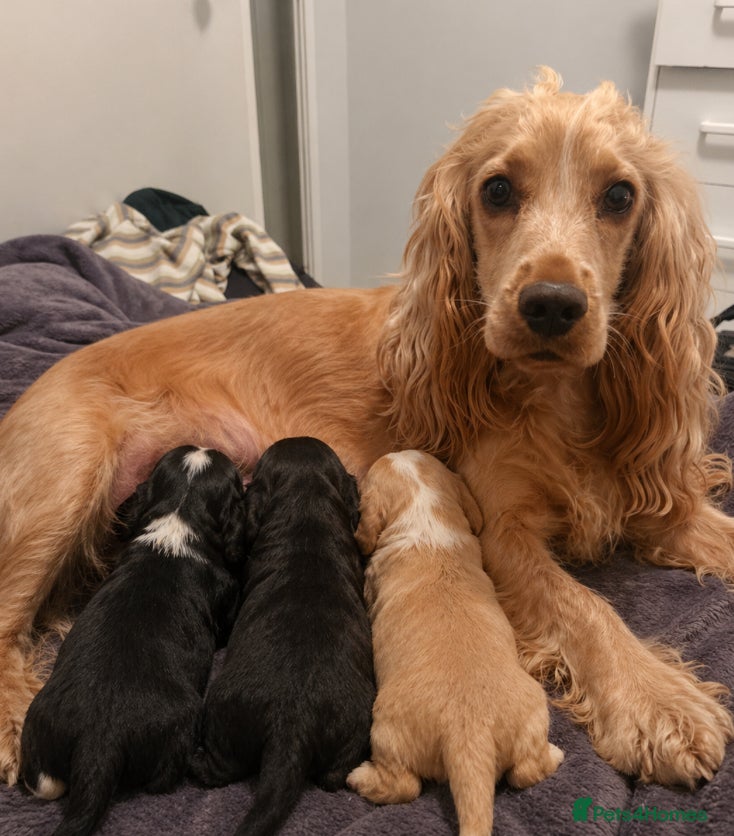Cocker Spaniel dogs Stunning cocker spaniel puppies  - Advert 2
