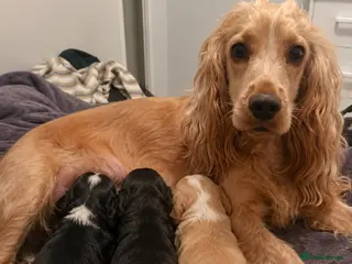 Cocker Spaniel dogs Stunning cocker spaniel puppies - Advert 1