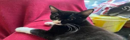 British Shorthair cats for sale: Three Adorable Kittens Looking for Forever Homes  in London - Advert 5