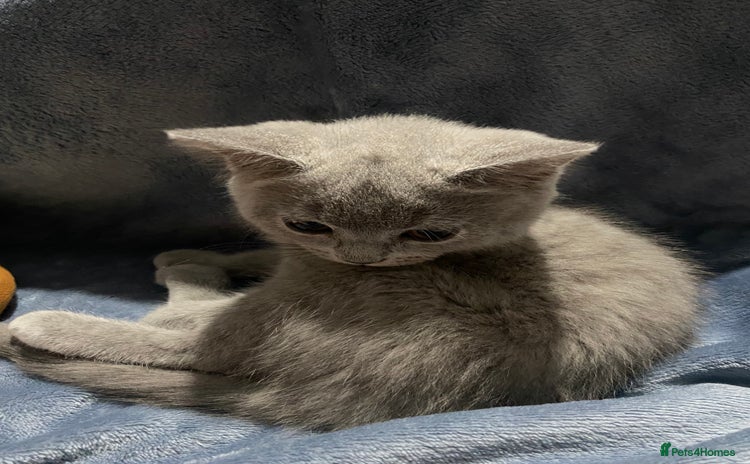 British Shorthair cats 1 Adorable British shorthair kitten left  - Advert 12