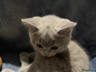 British Shorthair cats 1 Adorable British shorthair kitten left - Advert 15