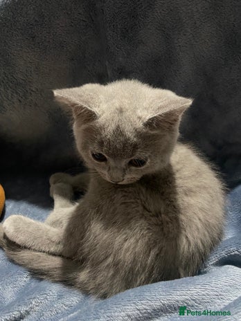 British Shorthair cats 1 Adorable British shorthair kitten left - Advert 12