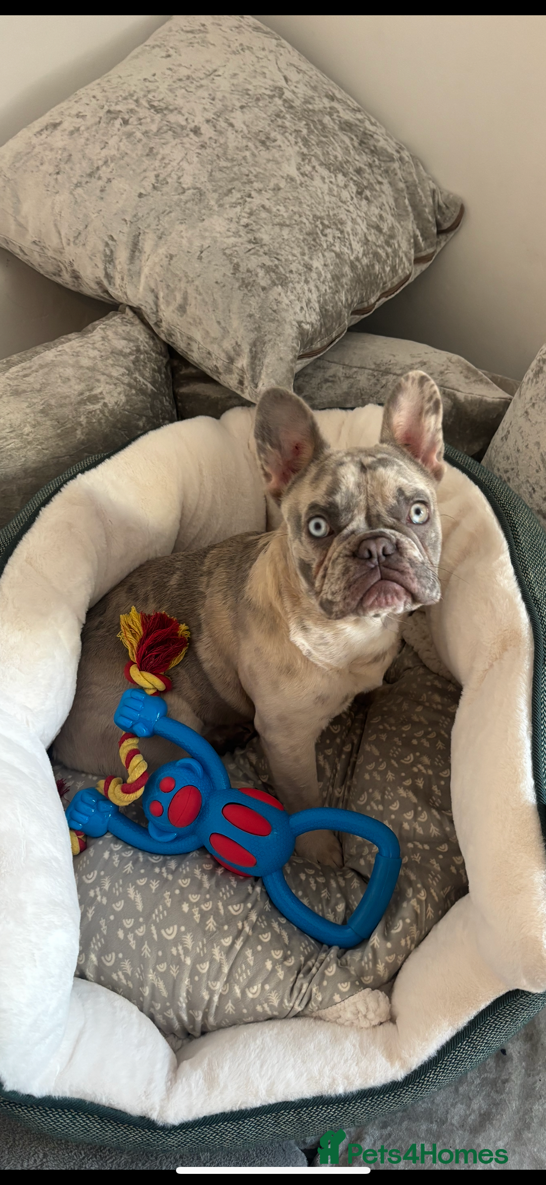 French Bulldog dogs for sale: Marley - Advert 1