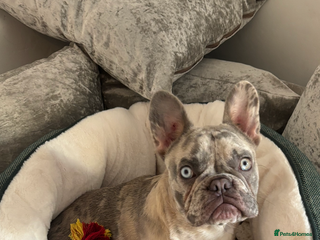 French Bulldog dogs Marley - Advert 2