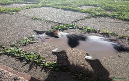 Munchkin cats for sale: Fulga for free adoption - - Image 11