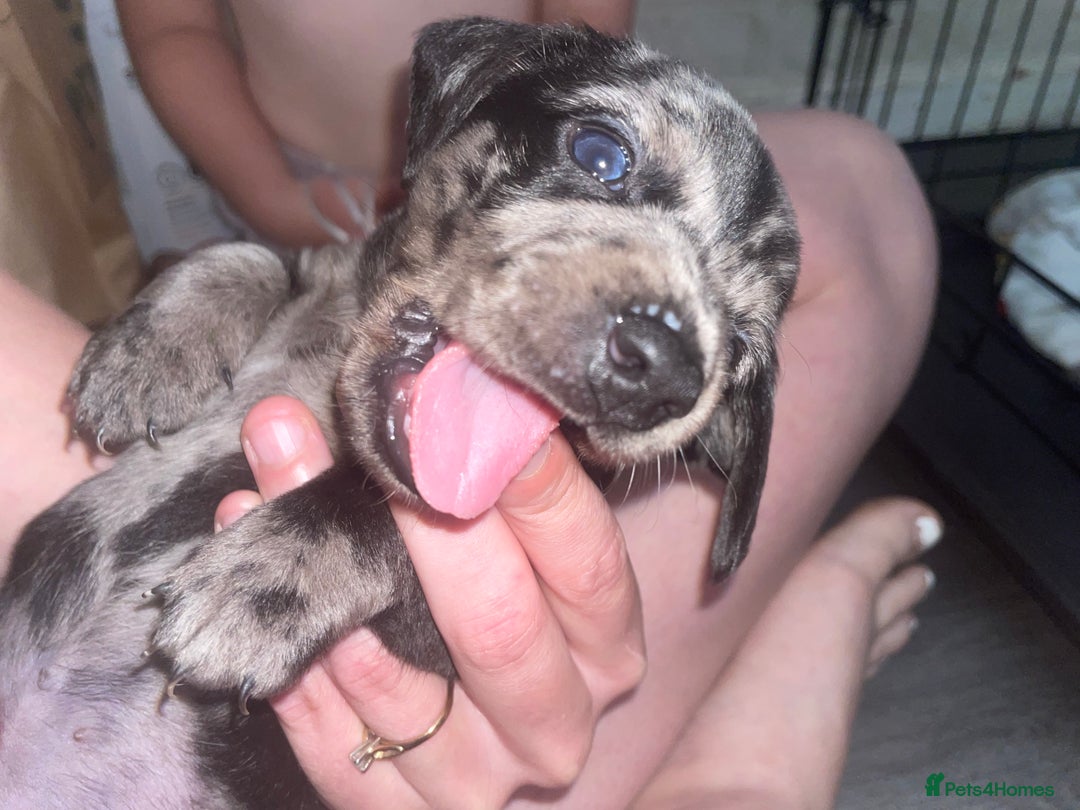 Dachshund dogs for sale: Beautiful Merle Dachshund Puppies - Image 9