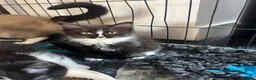 Ragdoll cats for sale: Beautiful Ragdoll X - Advert 16