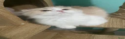 Scottish Fold cats for sale: Scottish fold - Advert 19